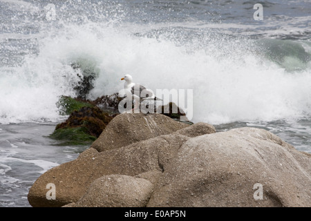 Mouette qui se présentent comme des vagues viennent en Banque D'Images