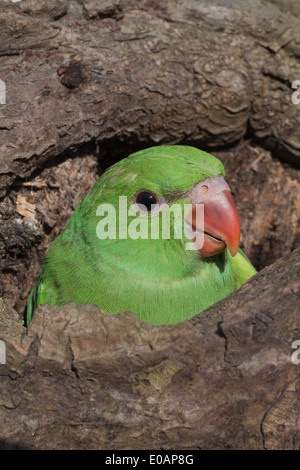 Rose-ringed ou Perruche à collier (Psittacula krameri). Seul 49 jours poussin. Toute jeune. À l'entrée du trou de nidification natal Banque D'Images