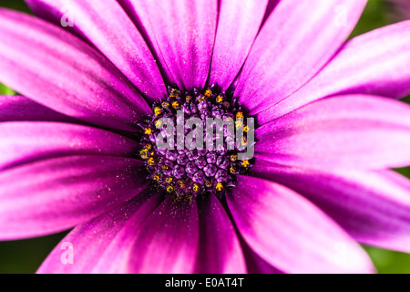 Un plan macro extrême d'une belle fleur magenta Banque D'Images