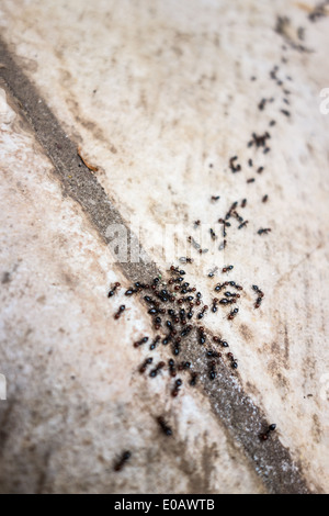 Plan macro sur une rangée de fourmis rampant sur le sol Banque D'Images