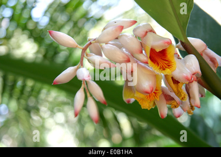 Alpinia zerumbet, communément connu sous le nom de shell le gingembre. Une fleur blanche avec intérieur jaune rose & conseils sur les bourgeons. Banque D'Images