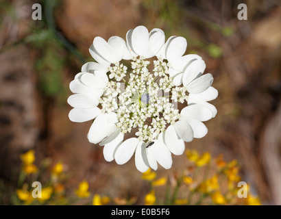 La Turquie, Parc National d'Olympos, Madonna fleur, Artedia squamata Banque D'Images