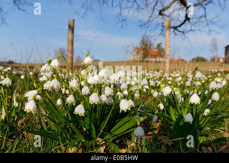 Allemagne, Berlin, Eurasburg, printemps, Leucojum vernum Fleur Flocon Banque D'Images