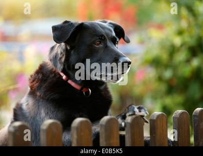 Portrait de mongrel noir sur jardin fence Banque D'Images