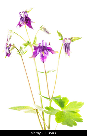 Columbine européenne (Aquilegia vulgaris) Banque D'Images