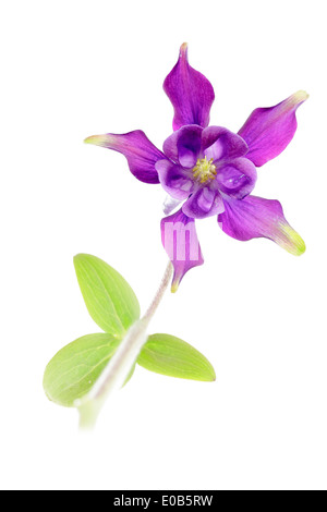 Columbine européenne (Aquilegia vulgaris) Banque D'Images