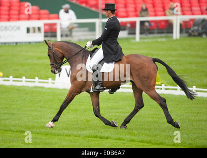 Badminton, UK. Le 08 mai, 2014. Mark Todd [USA] équitation NZB Campino prendre l'avance qu'au cours de la phase de dressage sur le premier jour de la 2014 Mitsubishi Motors Badminton Horse Trials. Credit : Action Plus Sport/Alamy Live News Banque D'Images