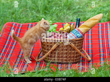 Petit Chaton reniflant le panier de pique-nique en plein air Banque D'Images