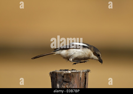 Le sud de l'exercice (Lanius collaris collaris) sautant d'un pôle Banque D'Images