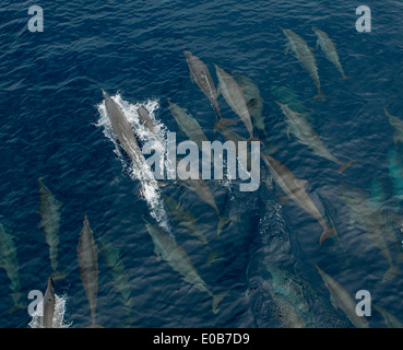 Les dauphins communs à la surface. Banque D'Images