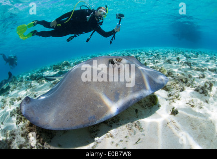 Diver observe stingray. Banque D'Images