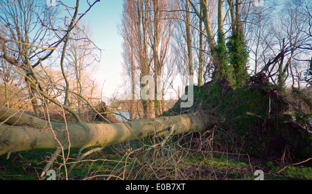 Arbre tombé après un temps orageux, au Royaume-Uni. Banque D'Images