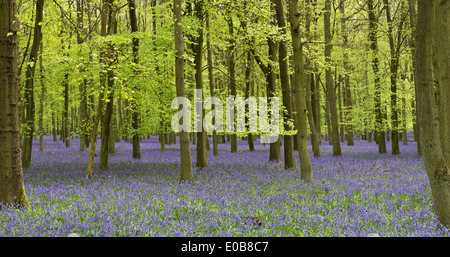 Bluebell et de hêtre dans la campagne anglaise et forestiers Banque D'Images