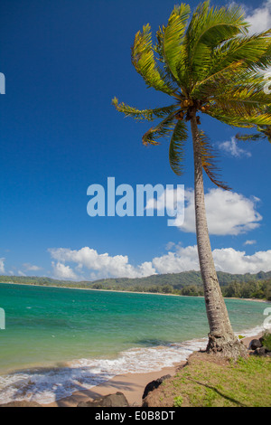 Palmier dans Breeze, Kaua'i, Hawaii, USA Banque D'Images