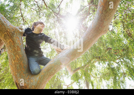 Boy hiding in sunlit tree yeux dans distance Banque D'Images