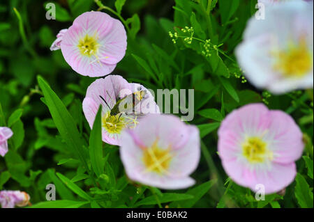 Changsha, Chine, province du Hunan. 8 mai, 2014. Une abeille recueille le miel des fleurs à Changsha, capitale de la province du Hunan en Chine centrale, le 8 mai 2014. © longtemps Hongtao/Xinhua/Alamy Live News Banque D'Images