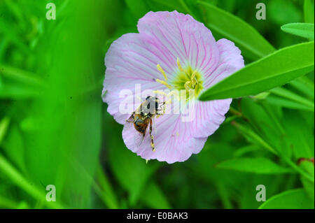 Changsha, Chine, province du Hunan. 8 mai, 2014. Une abeille recueille le miel des fleurs à Changsha, capitale de la province du Hunan en Chine centrale, le 8 mai 2014. © longtemps Hongtao/Xinhua/Alamy Live News Banque D'Images