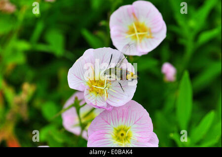 Changsha, Chine, province du Hunan. 8 mai, 2014. Une abeille recueille le miel des fleurs à Changsha, capitale de la province du Hunan en Chine centrale, le 8 mai 2014. © longtemps Hongtao/Xinhua/Alamy Live News Banque D'Images