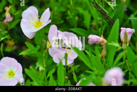 Changsha, Chine, province du Hunan. 8 mai, 2014. Une abeille recueille le miel des fleurs à Changsha, capitale de la province du Hunan en Chine centrale, le 8 mai 2014. © longtemps Hongtao/Xinhua/Alamy Live News Banque D'Images