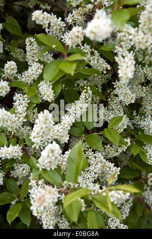 Les fleurs de Prunus padus Padus avium ou arbustes en fleurs Banque D'Images