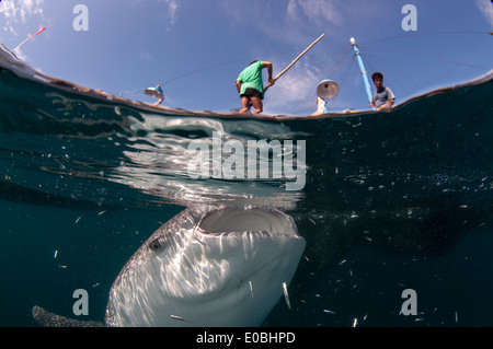 Scène de Split en dessous d'un requin baleine bagan (bateau de pêche avec filets et plate-forme), Baie Cenderawasih, Guinée (Rhincodon typus) Banque D'Images