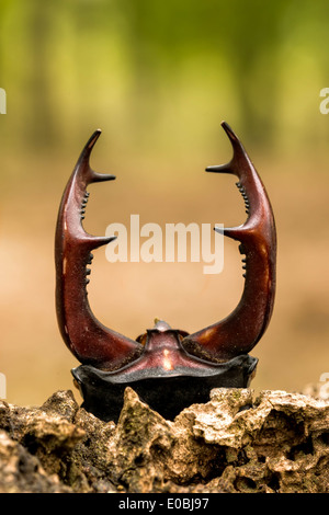 Close up of Stag beetle ( Lucanus cervus) corne Banque D'Images