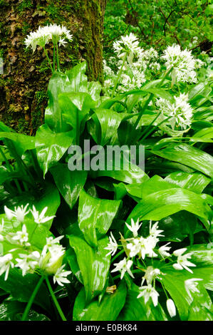 Cromford, Derbyshire, Royaume-Uni.Le 08 mai 2014.De fortes pluies dans le Peak District fait ressortir l'ail sauvage. L'Allium ursinum est très répandue dans la nature dans la majeure partie de l'Europe. Elle pousse dans les forêts de feuillus avec des sols humides, préférant un peu acide. Il fleurs avant les feuilles des arbres à feuilles caduques au printemps, remplissant l'air de leur parfum caractéristique comme l'ail. Crédit : Ian Francis/Alamy Live News Banque D'Images