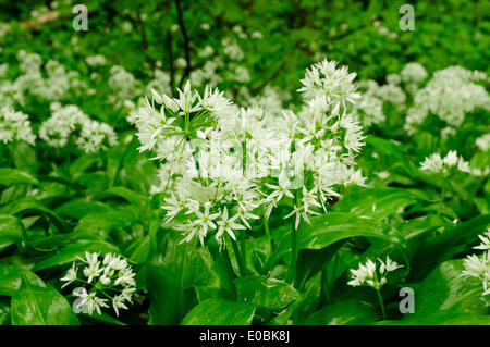 Cromford, Derbyshire, Royaume-Uni.Le 08 mai 2014.De fortes pluies dans le Peak District fait ressortir l'ail sauvage. L'Allium ursinum est très répandue dans la nature dans la majeure partie de l'Europe. Elle pousse dans les forêts de feuillus avec des sols humides, préférant un peu acide. Il fleurs avant les feuilles des arbres à feuilles caduques au printemps, remplissant l'air de leur parfum caractéristique comme l'ail. Crédit : Ian Francis/Alamy Live News Banque D'Images