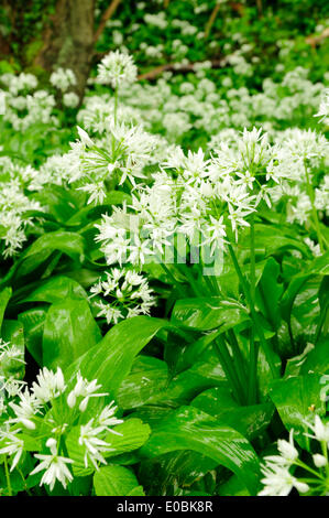 Cromford, Derbyshire, Royaume-Uni.Le 08 mai 2014.De fortes pluies dans le Peak District fait ressortir l'ail sauvage. L'Allium ursinum est très répandue dans la nature dans la majeure partie de l'Europe. Elle pousse dans les forêts de feuillus avec des sols humides, préférant un peu acide. Il fleurs avant les feuilles des arbres à feuilles caduques au printemps, remplissant l'air de leur parfum caractéristique comme l'ail. Crédit : Ian Francis/Alamy Live News Banque D'Images