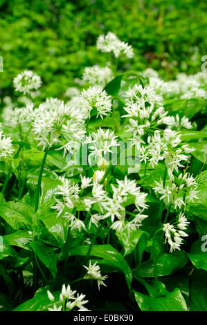 Cromford, Derbyshire, Royaume-Uni.Le 08 mai 2014.De fortes pluies dans le Peak District fait ressortir l'ail sauvage. L'Allium ursinum est très répandue dans la nature dans la majeure partie de l'Europe. Elle pousse dans les forêts de feuillus avec des sols humides, préférant un peu acide. Il fleurs avant les feuilles des arbres à feuilles caduques au printemps, remplissant l'air de leur parfum caractéristique comme l'ail. Crédit : Ian Francis/Alamy Live News Banque D'Images