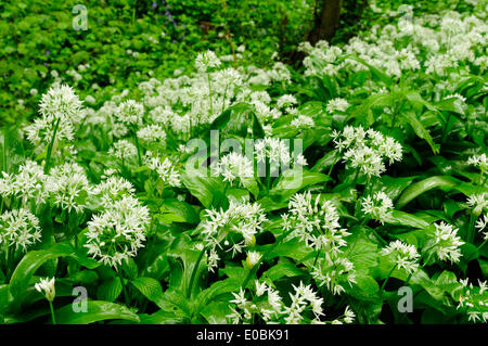 Cromford, Derbyshire, Royaume-Uni.Le 08 mai 2014.De fortes pluies dans le Peak District fait ressortir l'ail sauvage. L'Allium ursinum est très répandue dans la nature dans la majeure partie de l'Europe. Elle pousse dans les forêts de feuillus avec des sols humides, préférant un peu acide. Il fleurs avant les feuilles des arbres à feuilles caduques au printemps, remplissant l'air de leur parfum caractéristique comme l'ail. Crédit : Ian Francis/Alamy Live News Banque D'Images