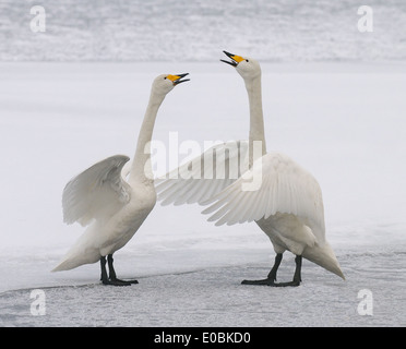 Deux cygnes chanteurs sur la glace du lac gelé profondément Mashu sur l'Est de Hokkaido, Japon Banque D'Images