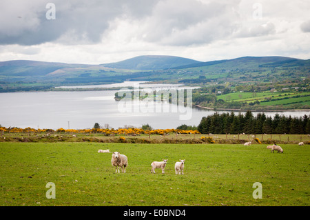 Moutons avec agneaux sur coteau verdoyant avec vue sur le lac Banque D'Images