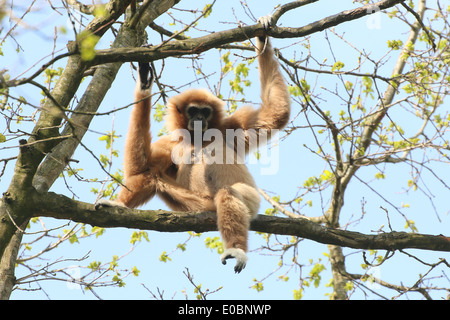 Femelle adulte Gibbons ou White-Handed gibbon (Hylobates lar) sitting on branch Banque D'Images