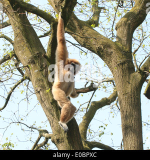 Gibbons ou White-Handed gibbon (Hylobates lar) se balançant dans un arbre Banque D'Images