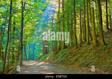 Parcours en forêt de feuillus vert. Réserve naturelle. Le Parc National de Pieniny. Banque D'Images
