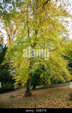 TILIA EUROPAEA Banque D'Images