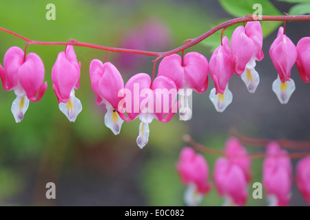 Cœurs-close up Lamprocapnos Dicentra spectabilis Banque D'Images