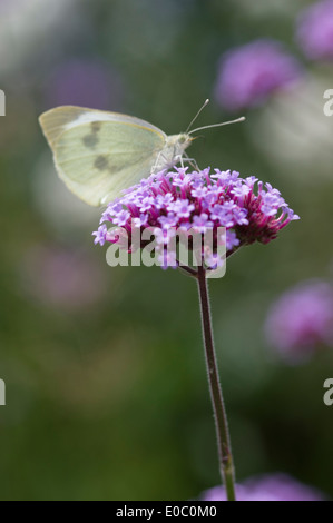 ARTOGEIA RAPAE petit papillon blanc se nourrit de VERBENA BONARIENSIS Banque D'Images