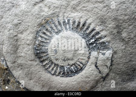Ammonite fossile dans un rocher sur la plage de Lyme Regis, Dorset, England, UK Banque D'Images