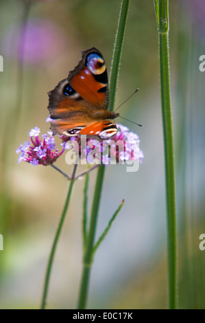 AGLAIS IO PEACOCK BUTTERFLY Banque D'Images