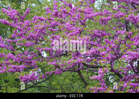 Fleurs arbre de Judée Cercis siliquastrum Banque D'Images