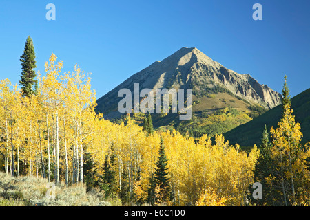 Rangées de peupliers en automne et Mt. Crested Butte (12 162 pi./3,797m), Crested Butte, Colorado USA Banque D'Images