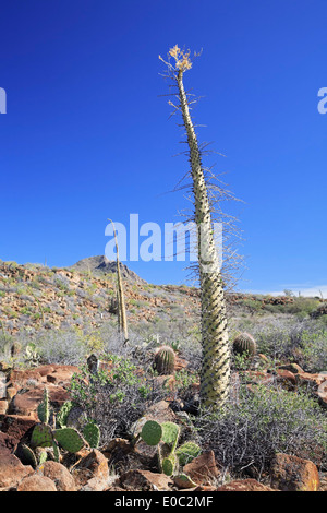 Arbres (Boojum Fouquieria columnaris) Idria, Cirio localement, la Sierra de San Francisco, San Ignacio, Baja California Sur, Mexique Banque D'Images