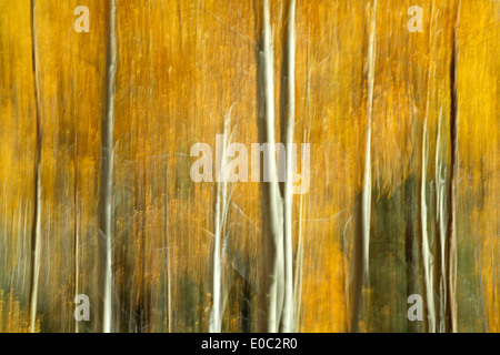 Les trembles en couleurs d'automne, la Forêt Nationale de Santa Fe de Santa Fe, Nouveau Mexique, USA Banque D'Images