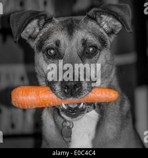 Chien en bonne santé avec une carotte Banque D'Images