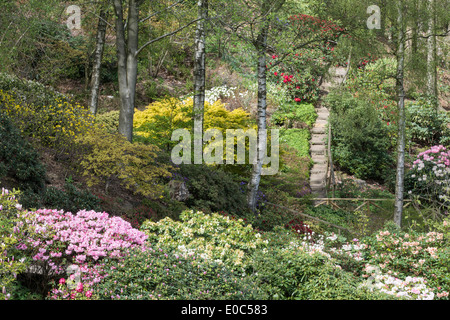 Variété de rhododendrons en fleurs Jardin de l'Himalaya et la Sculpture Park North Yorkshire Angleterre Angleterre Europe peut Banque D'Images