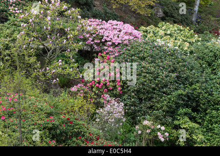 Variété de rhododendrons en fleurs Jardin de l'Himalaya et la Sculpture Park North Yorkshire Angleterre Angleterre Europe peut Banque D'Images