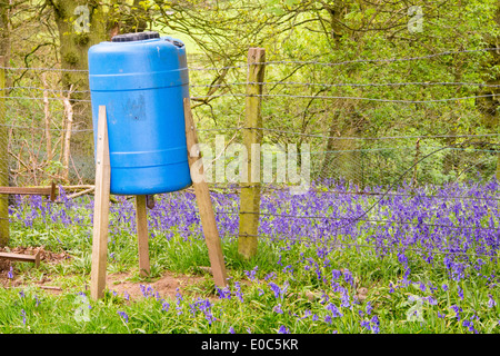 Un convoyeur d'Kirkoswold faisan dans l'Eden Valley, Cumbria, Banque D'Images