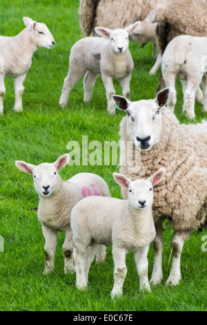 Agneaux et moutons dans un champ en Kirkoswold, Eden Valley, Cumbria, Royaume-Uni. Banque D'Images